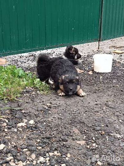 Очень красивые щенки в дар