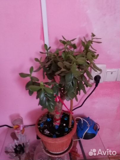 Продам комнатный цветок (Денежное дерево)