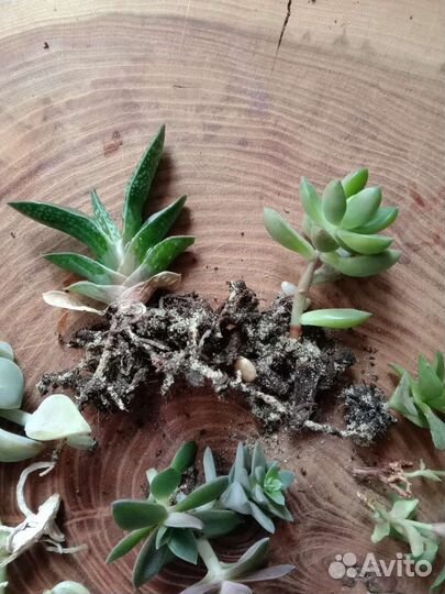 Суккуленты набором