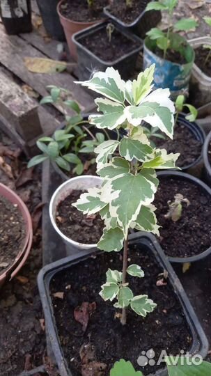 Многолетние цветы