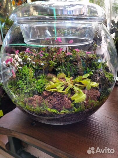 Флорариум Хищный Подарок Интерьер