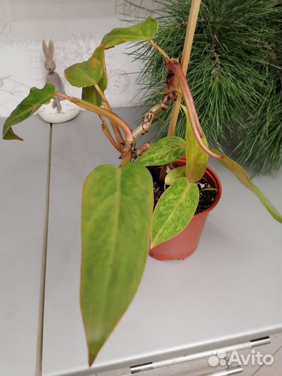 Филодендроны