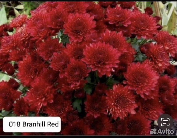 Рассада хризантемы мультифлора