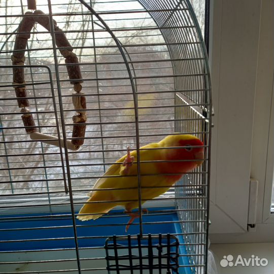 Попугай неразлучники