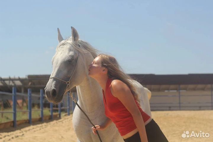 Арабский жеребец-производитель на случку