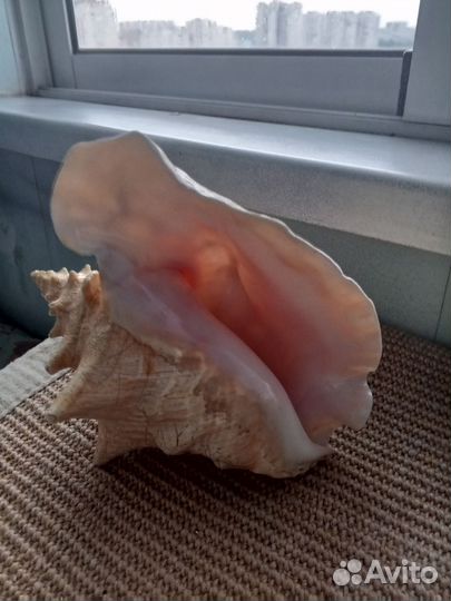 Морские раковины