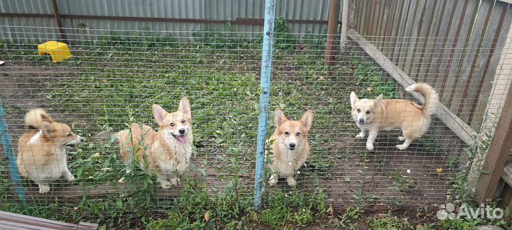 Вельш-корги пемброк молодые