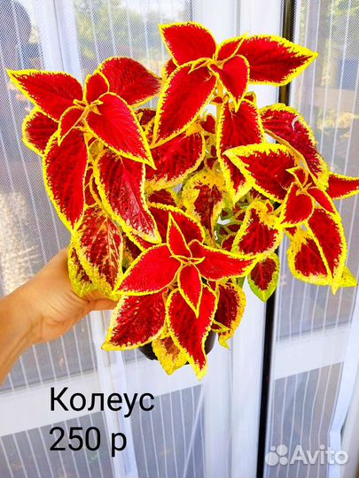 Красивые комнатные растения. Часть 2