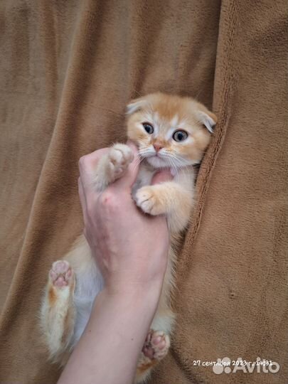 Шотландские котята