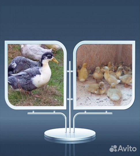 Утята Голубой Фаворит