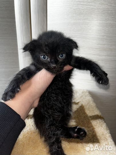 Котята вислоухие