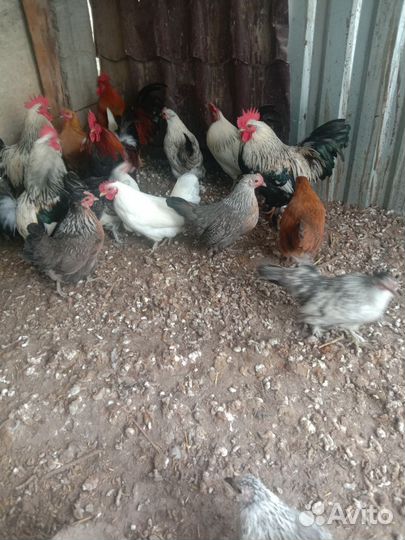 Куры петухи Карликовые