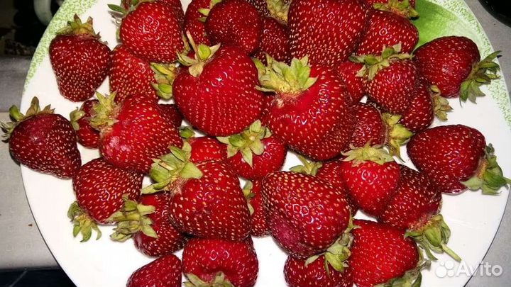 Саженцы клубники