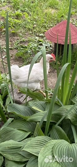 Куры,петухи