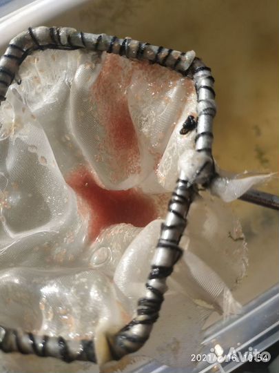 Дафния живая. Меченосцы, пециллии 50р