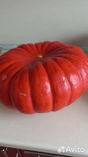 Тыква золотая