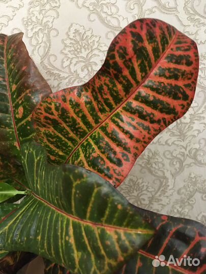 Цветы комнатные кротон