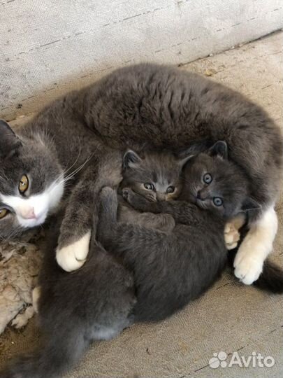 Котята в добрые руки