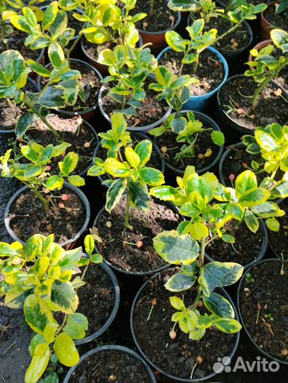 Падуб остролистный