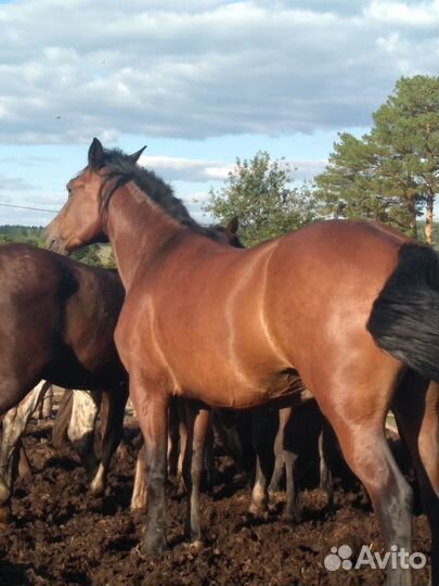 Лошади кабылы