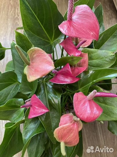 Антуриум Сирано