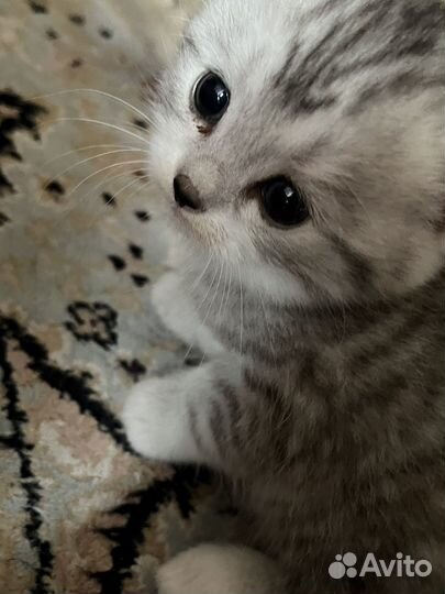Шотландские котята