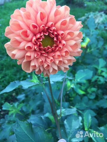 Георгины клубни