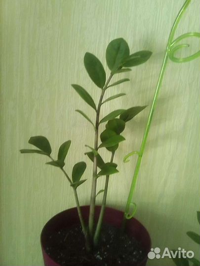 Замиокулькас, сингониум, алоказия лекарственная