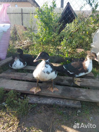Мускусные утки тяжелые линии