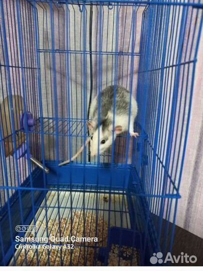 Крыса дамбо