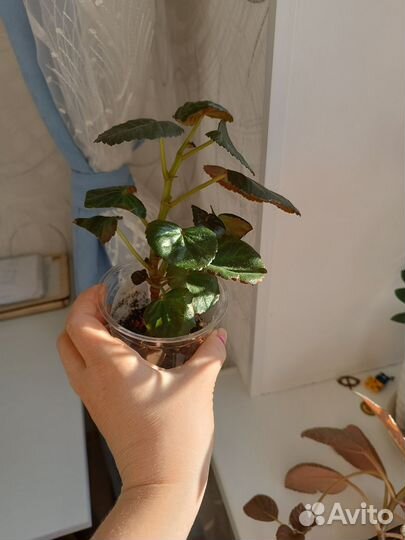 Бегония Элатиор Ceveca