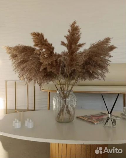 Сухоцветы камыш для декора и флористики