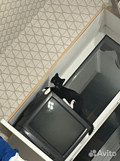 Потерялась кошка