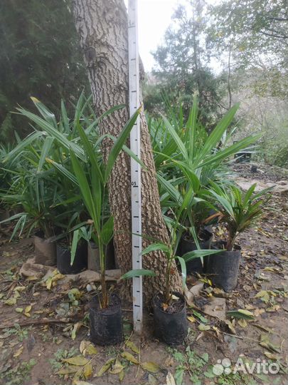 Пальма трахикарпус, сабаль