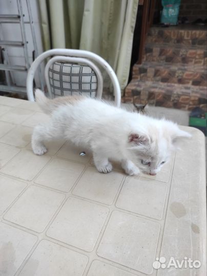 Кошка в дар