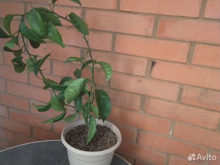 Лимон