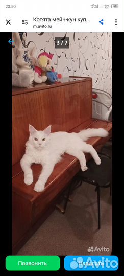 Котята мейн-кун