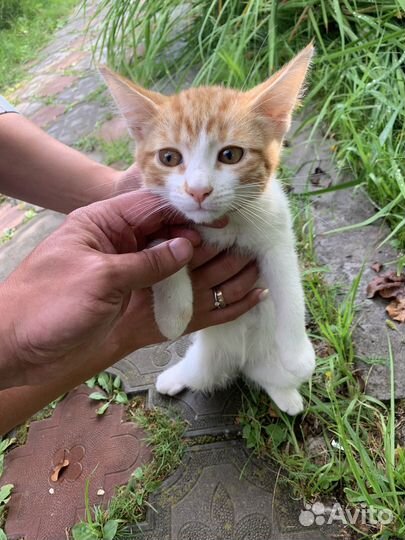 Котята в добрые руки бесплатно