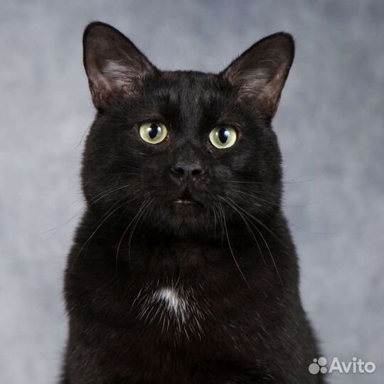 Ласковый котик Пантелей