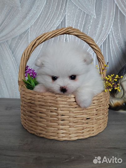 Померанский шпиц белоснежный с документами, чип