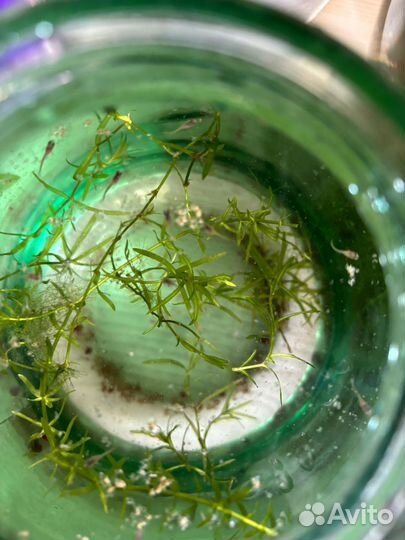 Аквариумные рыбки