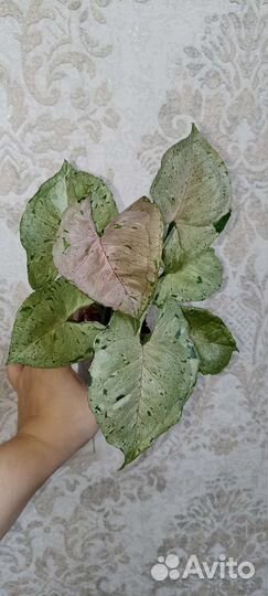 Сингониумы. Ароидные. Домашние растения