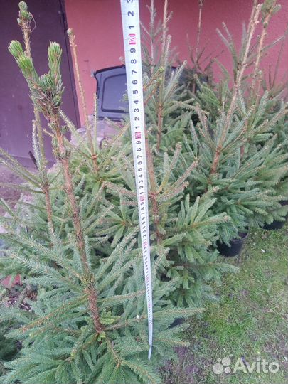 Ель 90-120см
