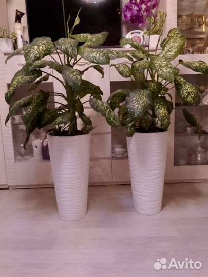 Дифенбахия