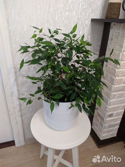 Монстера. Фикус