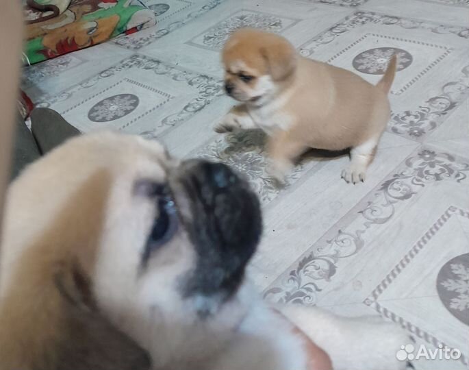 Метис мопса