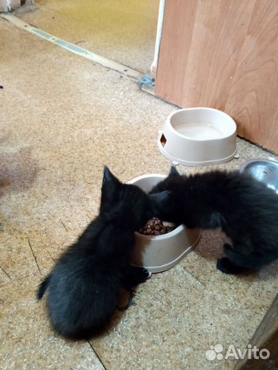 Отдам 4 котят