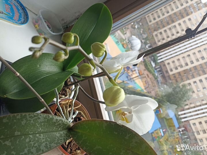 Орхидея фаленопсис цветущая
