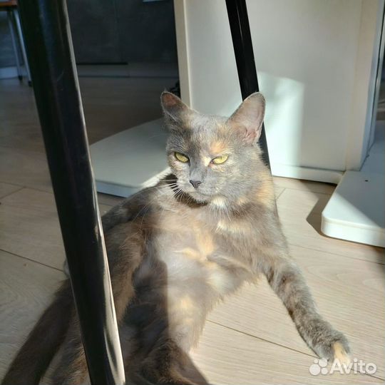 Кошечка ищет дом