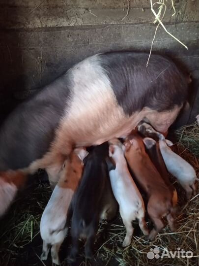 Домашние поросята